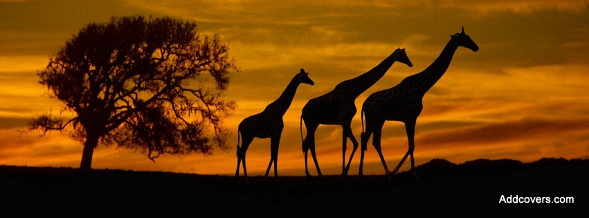 Giraffe Silhouette {Animals Facebook Timeline Cover Picture, Animals Facebook Timeline image free, Animals Facebook Timeline Banner}