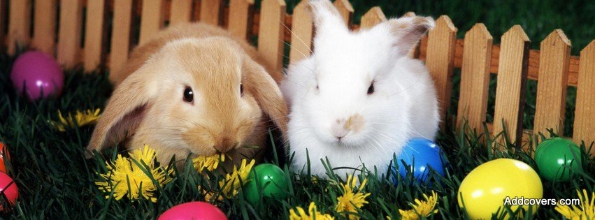 Easter Bunnies {Holidays Facebook Timeline Cover Picture, Holidays Facebook Timeline image free, Holidays Facebook Timeline Banner}
