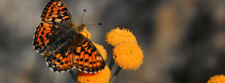 Butterfly on a Flower {Scenic & Nature Facebook Timeline Cover Picture, Scenic & Nature Facebook Timeline image free, Scenic & Nature Facebook Timeline Banner}