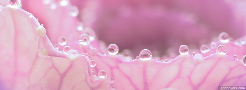 Morning Dew on Pink Flower {Flowers Facebook Timeline Cover Picture, Flowers Facebook Timeline image free, Flowers Facebook Timeline Banner}