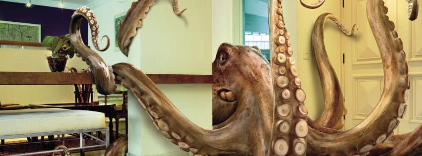 Giant Octopus {Animals Facebook Timeline Cover Picture, Animals Facebook Timeline image free, Animals Facebook Timeline Banner}