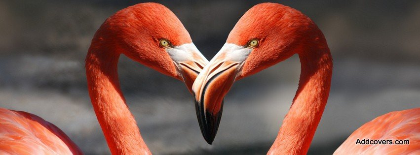Flamingo Love {Love Facebook Timeline Cover Picture, Love Facebook Timeline image free, Love Facebook Timeline Banner}
