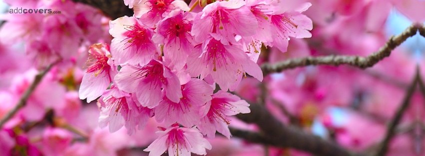 Cherry Blossom {Flowers Facebook Timeline Cover Picture, Flowers Facebook Timeline image free, Flowers Facebook Timeline Banner}
