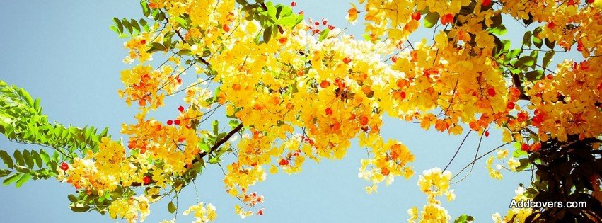 Yellow Blossom {Flowers Facebook Timeline Cover Picture, Flowers Facebook Timeline image free, Flowers Facebook Timeline Banner}