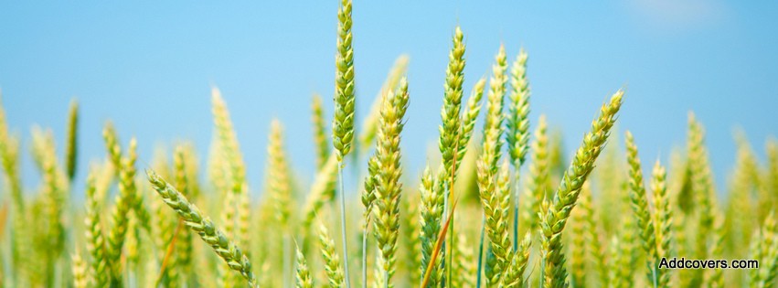 Green Wheat {Scenic & Nature Facebook Timeline Cover Picture, Scenic & Nature Facebook Timeline image free, Scenic & Nature Facebook Timeline Banner}