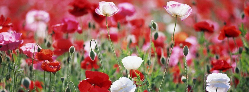 Red and White Poppies {Flowers Facebook Timeline Cover Picture, Flowers Facebook Timeline image free, Flowers Facebook Timeline Banner}