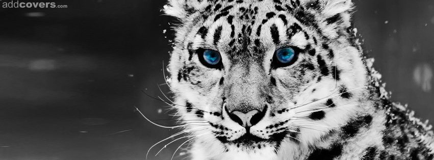 Snow Leopard Facebook Covers