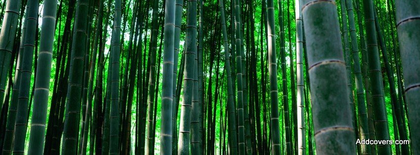 Bamboo Forest {Scenic & Nature Facebook Timeline Cover Picture, Scenic & Nature Facebook Timeline image free, Scenic & Nature Facebook Timeline Banner}
