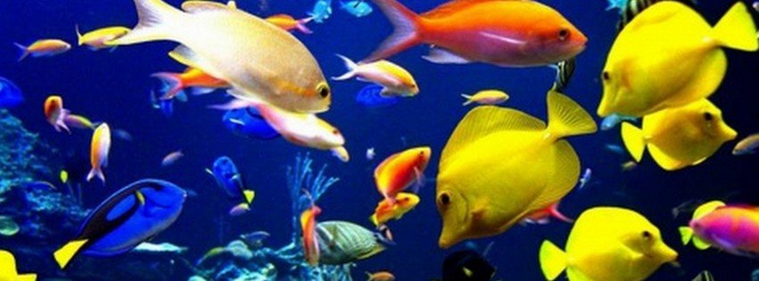 Colorful Fishes {Animals Facebook Timeline Cover Picture, Animals Facebook Timeline image free, Animals Facebook Timeline Banner}