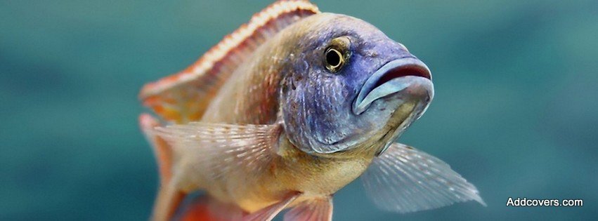 Fish {Animals Facebook Timeline Cover Picture, Animals Facebook Timeline image free, Animals Facebook Timeline Banner}