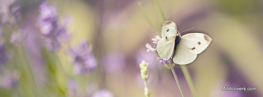 Cabbage White Butterfly  {Scenic & Nature Facebook Timeline Cover Picture, Scenic & Nature Facebook Timeline image free, Scenic & Nature Facebook Timeline Banner}