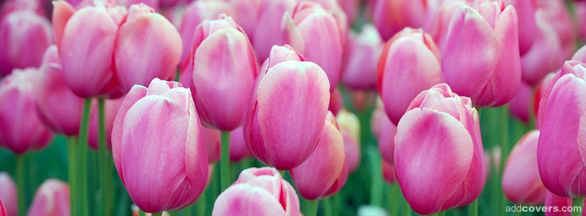 Pink Tulips {Flowers Facebook Timeline Cover Picture, Flowers Facebook Timeline image free, Flowers Facebook Timeline Banner}