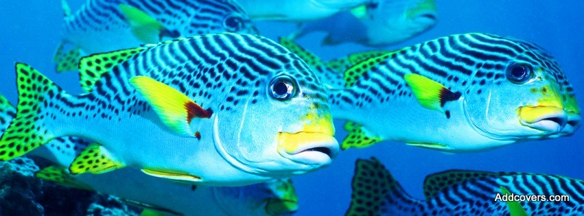 Flock of Fish {Animals Facebook Timeline Cover Picture, Animals Facebook Timeline image free, Animals Facebook Timeline Banner}