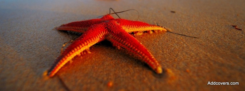 Red Starfish {Animals Facebook Timeline Cover Picture, Animals Facebook Timeline image free, Animals Facebook Timeline Banner}