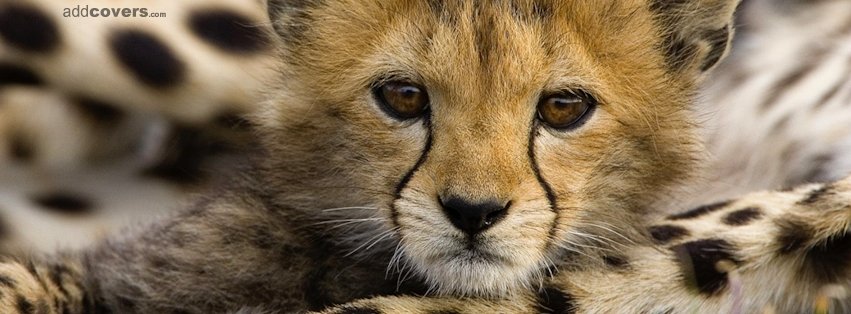 Baby Cheetah {Animals Facebook Timeline Cover Picture, Animals Facebook Timeline image free, Animals Facebook Timeline Banner}