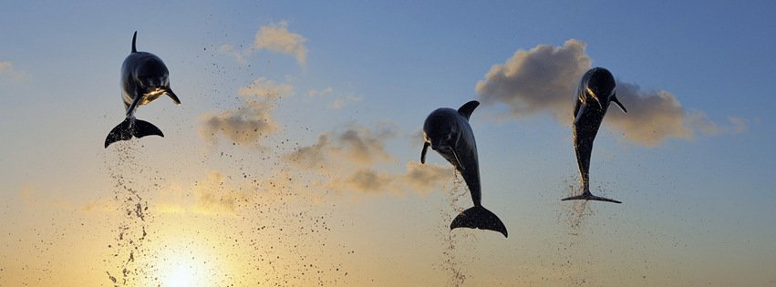 Jumping Dolphins {Animals Facebook Timeline Cover Picture, Animals Facebook Timeline image free, Animals Facebook Timeline Banner}