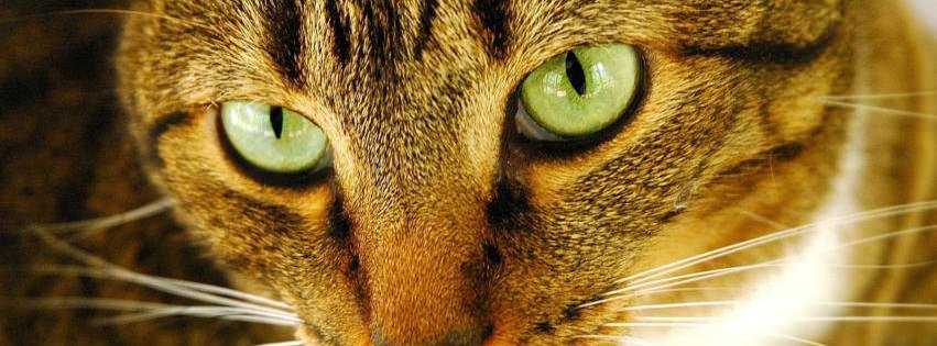 Cat with Green Eyes {Animals Facebook Timeline Cover Picture, Animals Facebook Timeline image free, Animals Facebook Timeline Banner}