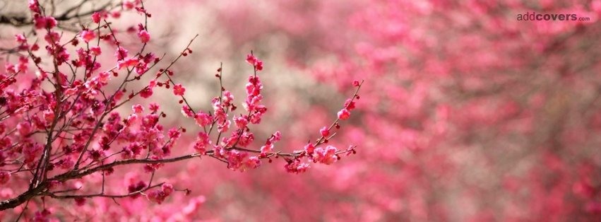 Pink Tree {Scenic & Nature Facebook Timeline Cover Picture, Scenic ...