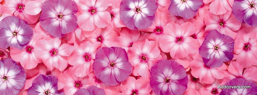 Pink Petunias {Flowers Facebook Timeline Cover Picture, Flowers Facebook Timeline image free, Flowers Facebook Timeline Banner}