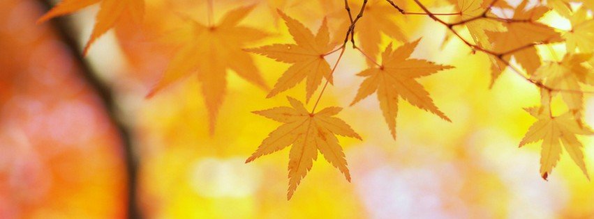 Yellow Leaves {Scenic & Nature Facebook Timeline Cover Picture, Scenic & Nature Facebook Timeline image free, Scenic & Nature Facebook Timeline Banner}