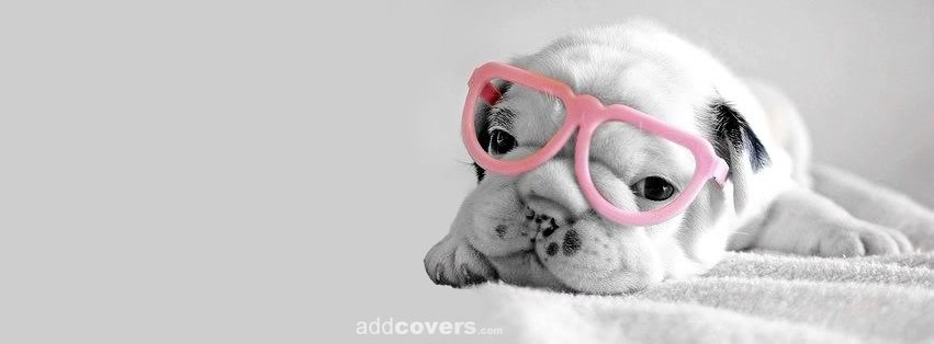 Puppy Glasses Facebook Covers