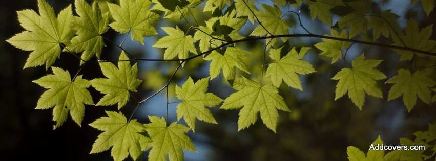 Maple Leaves {Scenic & Nature Facebook Timeline Cover Picture, Scenic & Nature Facebook Timeline image free, Scenic & Nature Facebook Timeline Banner}