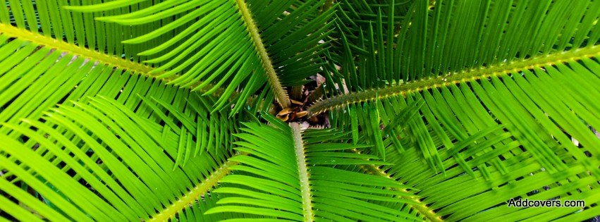 Palm {Scenic & Nature Facebook Timeline Cover Picture, Scenic & Nature Facebook Timeline image free, Scenic & Nature Facebook Timeline Banner}