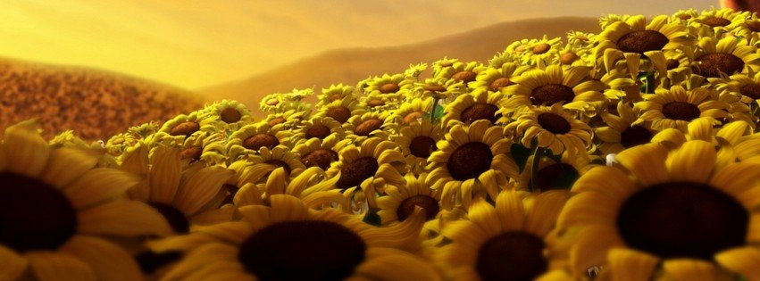 Sunflowers {Flowers Facebook Timeline Cover Picture, Flowers Facebook Timeline image free, Flowers Facebook Timeline Banner}