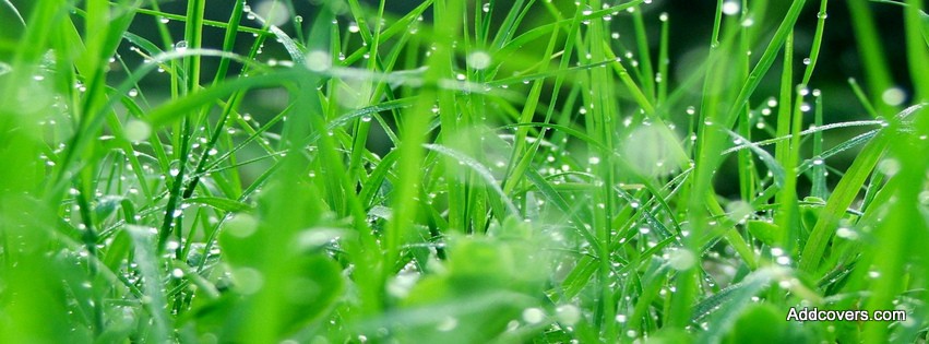 Dew Drops on Grass {Scenic & Nature Facebook Timeline Cover Picture, Scenic & Nature Facebook Timeline image free, Scenic & Nature Facebook Timeline Banner}