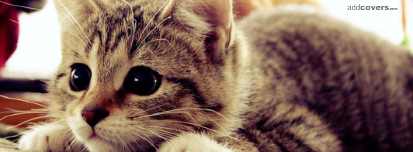 Cute Little Kitty Facebook Covers