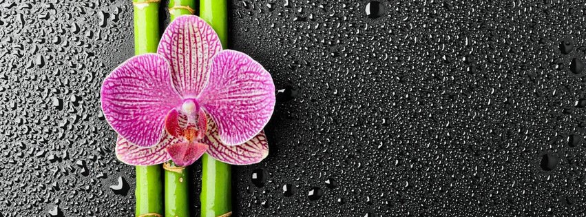 Orchid and Bamboo {Flowers Facebook Timeline Cover Picture, Flowers Facebook Timeline image free, Flowers Facebook Timeline Banner}