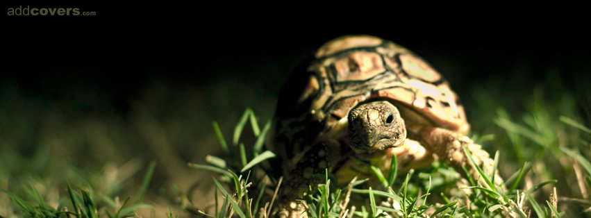 Turtle Facebook Covers