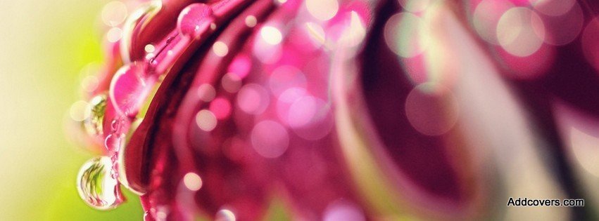 Flower with Raindrops {Flowers Facebook Timeline Cover Picture, Flowers Facebook Timeline image free, Flowers Facebook Timeline Banner}