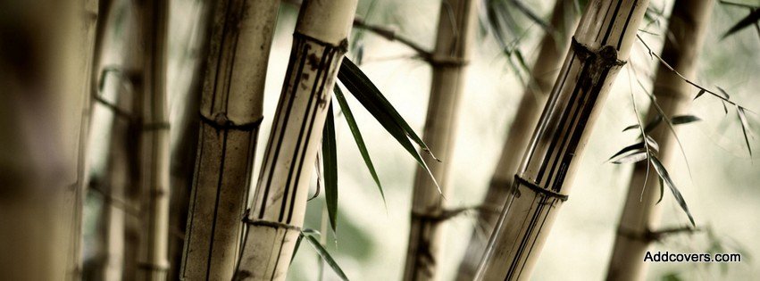 Bamboo Stalks {Scenic & Nature Facebook Timeline Cover Picture, Scenic & Nature Facebook Timeline image free, Scenic & Nature Facebook Timeline Banner}