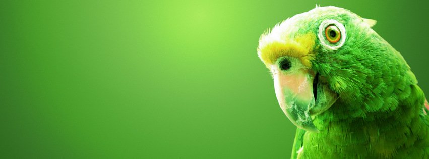 Green Parrot {Animals Facebook Timeline Cover Picture, Animals Facebook Timeline image free, Animals Facebook Timeline Banner}