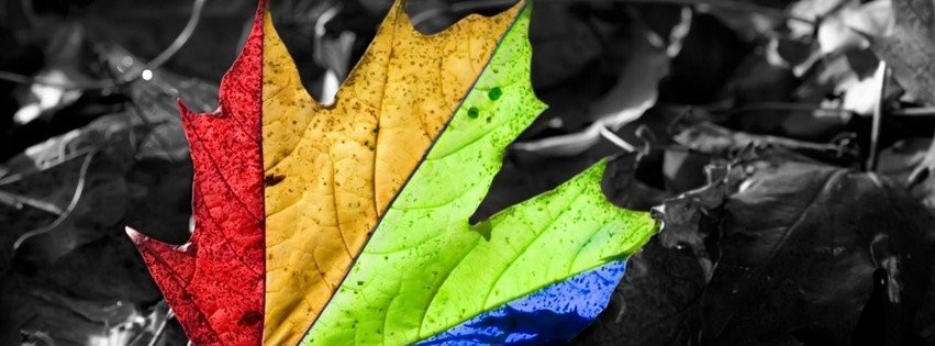 Multi-Colored Maple Leaf {Colorful & Abstract Facebook Timeline Cover Picture, Colorful & Abstract Facebook Timeline image free, Colorful & Abstract Facebook Timeline Banner}