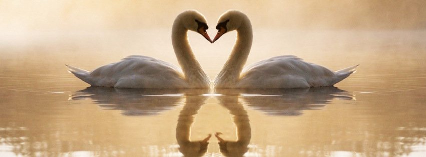 Loving Swans {Animals Facebook Timeline Cover Picture, Animals Facebook Timeline image free, Animals Facebook Timeline Banner}