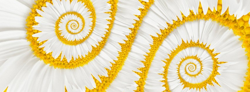 Abstract Daisies {Flowers Facebook Timeline Cover Picture, Flowers Facebook Timeline image free, Flowers Facebook Timeline Banner}