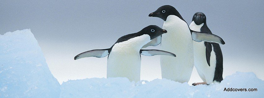 Three Penguins {Animals Facebook Timeline Cover Picture, Animals Facebook Timeline image free, Animals Facebook Timeline Banner}