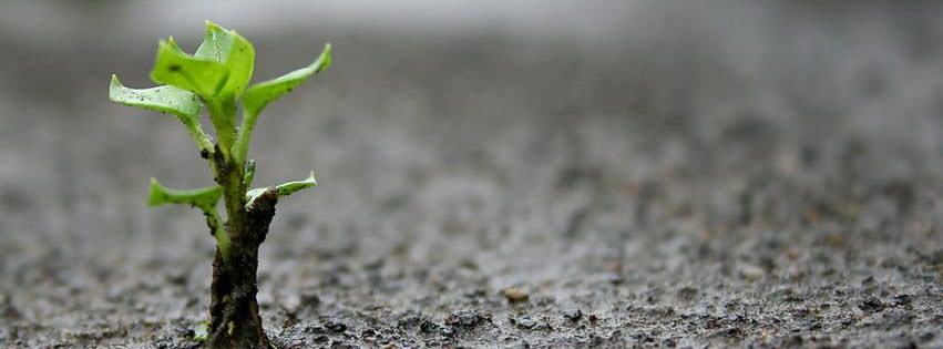 Young Sprout {Scenic & Nature Facebook Timeline Cover Picture, Scenic & Nature Facebook Timeline image free, Scenic & Nature Facebook Timeline Banner}