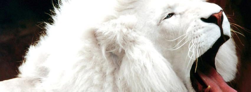 White Lion {Animals Facebook Timeline Cover Picture, Animals Facebook Timeline image free, Animals Facebook Timeline Banner}