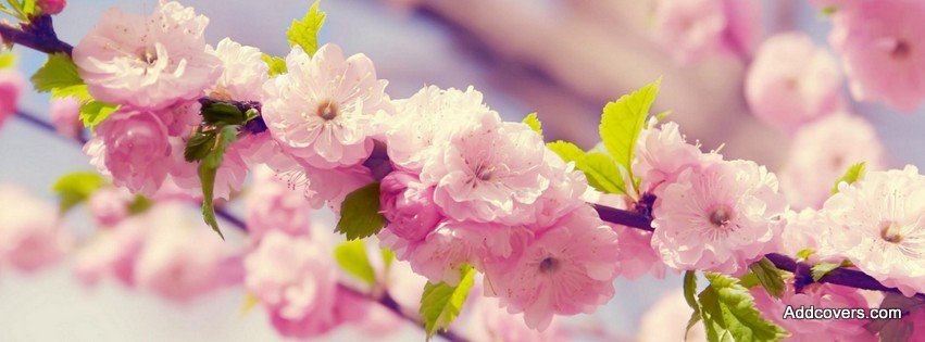 Spring Sakura {Flowers Facebook Timeline Cover Picture, Flowers Facebook Timeline image free, Flowers Facebook Timeline Banner}