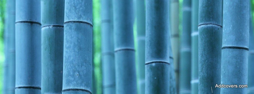 Bamboo {Scenic & Nature Facebook Timeline Cover Picture, Scenic & Nature Facebook Timeline image free, Scenic & Nature Facebook Timeline Banner}
