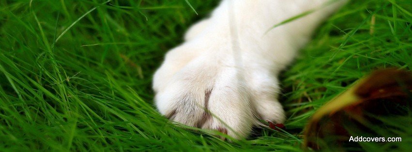Kitty Paw {Animals Facebook Timeline Cover Picture, Animals Facebook Timeline image free, Animals Facebook Timeline Banner}