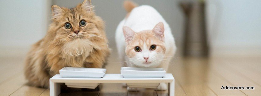 Cats and Milk {Animals Facebook Timeline Cover Picture, Animals Facebook Timeline image free, Animals Facebook Timeline Banner}