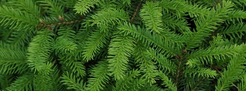 Fir Branches {Scenic & Nature Facebook Timeline Cover Picture, Scenic & Nature Facebook Timeline image free, Scenic & Nature Facebook Timeline Banner}