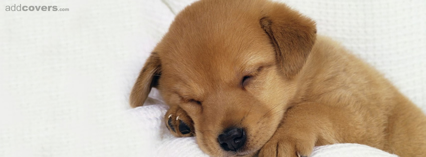 Sleeping Puppy {Animals Facebook Timeline Cover Picture, Animals Facebook Timeline image free, Animals Facebook Timeline Banner}