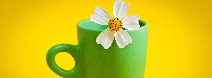 Flower in a Cup {Flowers Facebook Timeline Cover Picture, Flowers Facebook Timeline image free, Flowers Facebook Timeline Banner}