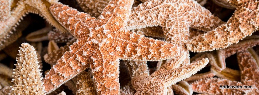 Starfish {Other Facebook Timeline Cover Picture, Other Facebook Timeline image free, Other Facebook Timeline Banner}