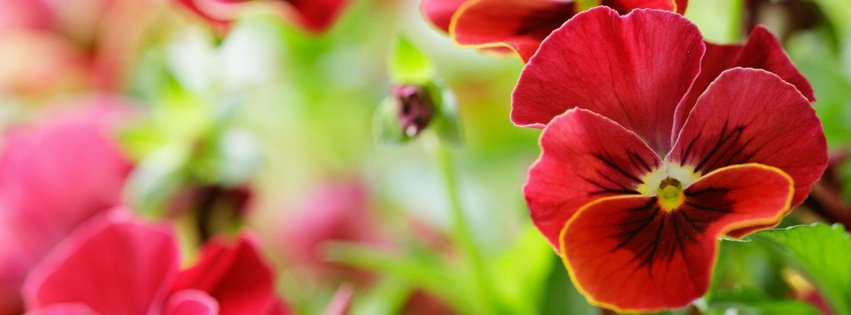 Red Pansy Flowers {Flowers Facebook Timeline Cover Picture, Flowers Facebook Timeline image free, Flowers Facebook Timeline Banner}